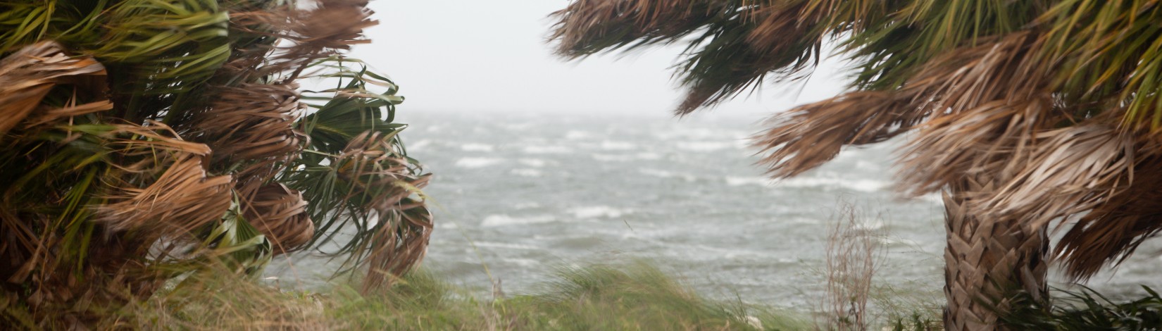 Palm trees being blown by the winds of an approaching storm. Severe weather, rain, beach, coast.