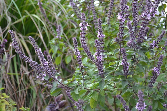 African Blue Basil A Pollinator Favorite UF IFAS Extension