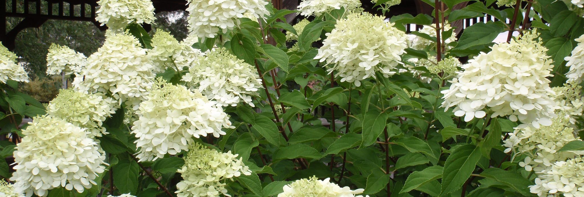 Hydrangeas For The Garden Ufifas Extension Escambia County