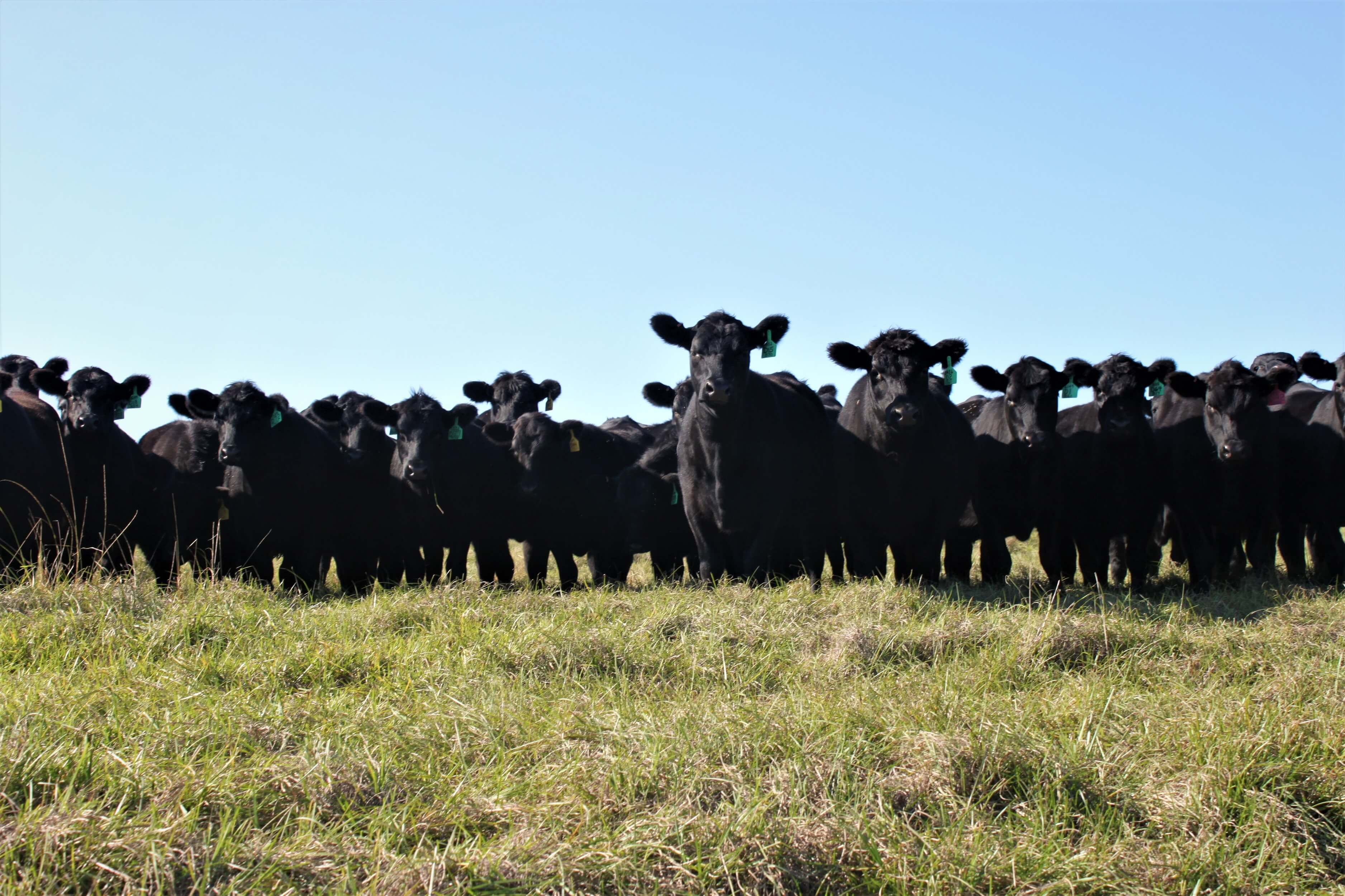 Beef Cattle & Forage Bootcamp February 24th UF/IFAS Extension