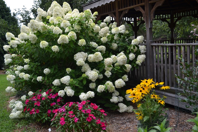 Image of Limelight Hydrangea with other plants