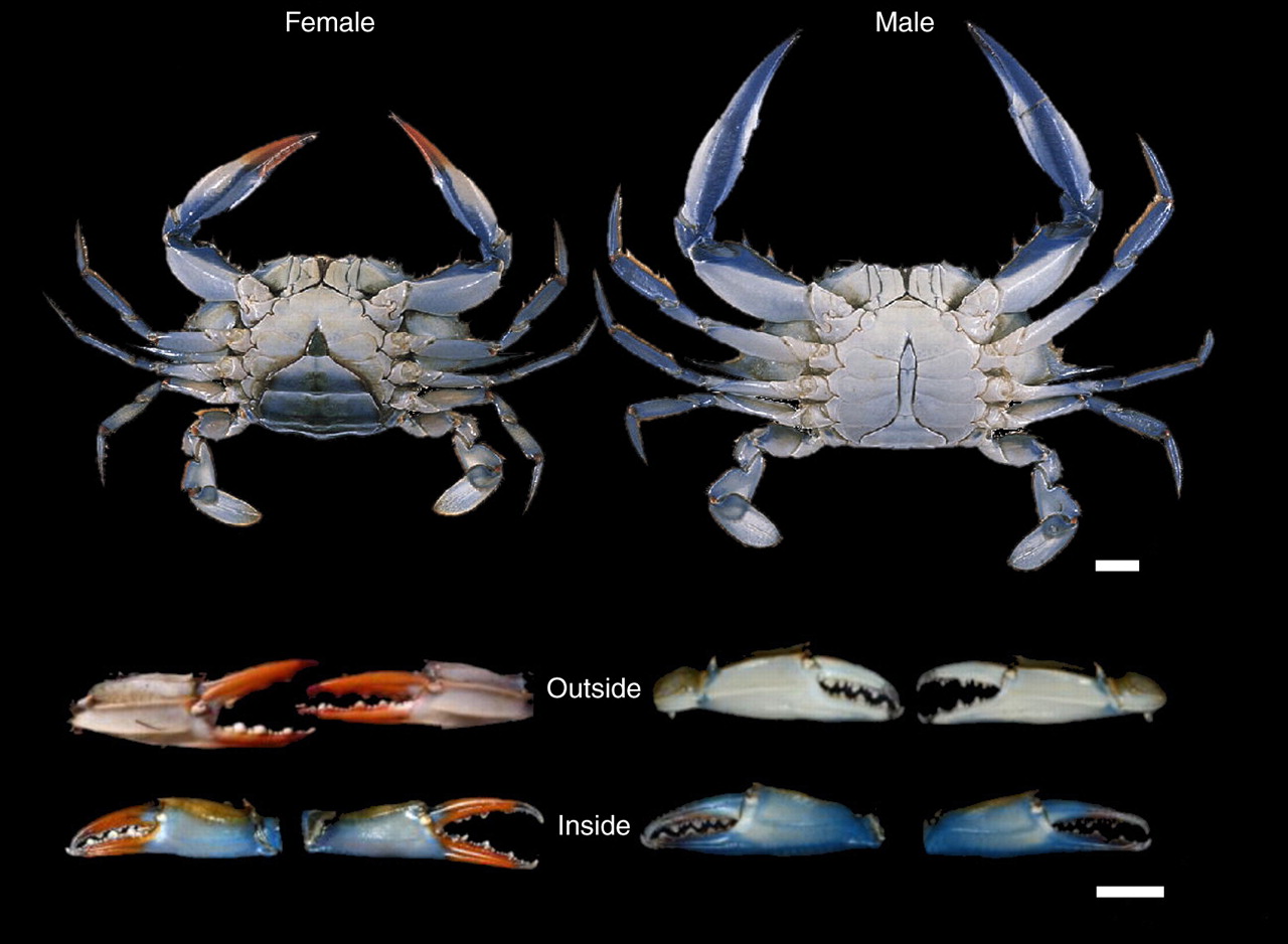 Nature Notes – The Blue Crab - UF/IFAS Extension Escambia County