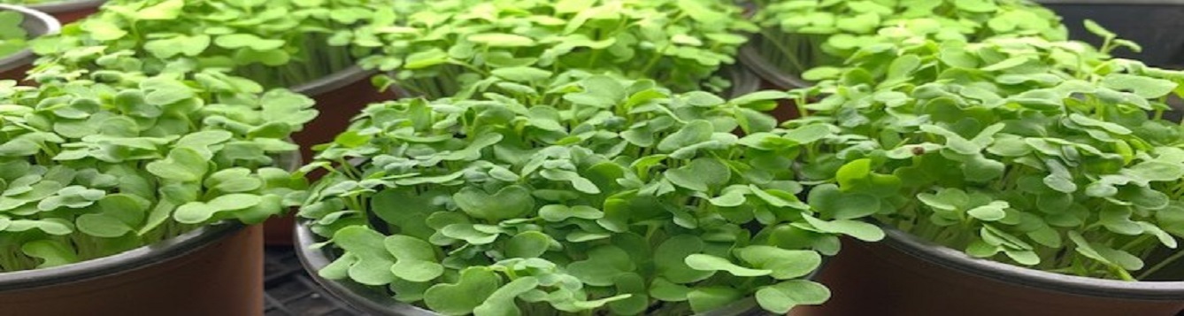 microgreens in containers