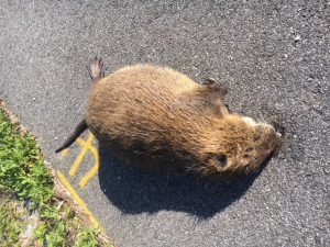 USDA APHIS  Nutria Conflicts with People