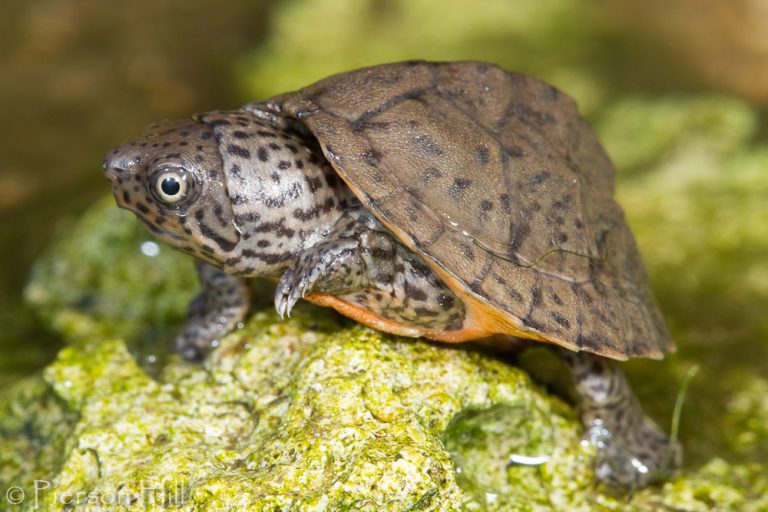 2020 Year of the Turtle - the musk turtles - UF/IFAS Extension Escambia ...