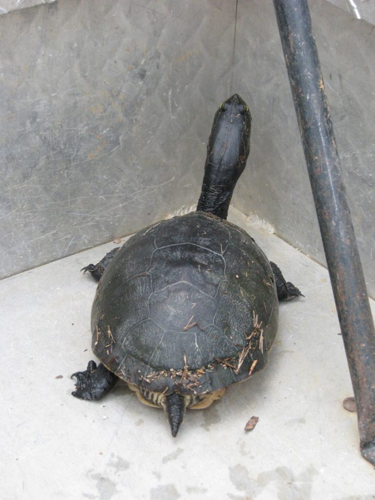 Meet the Chicken Turtle - UF/IFAS Extension Escambia County