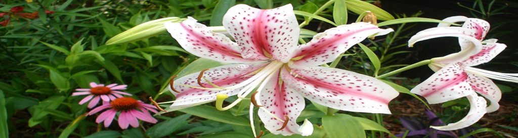 Lilies In The Coastal South Ufifas Extension Escambia County