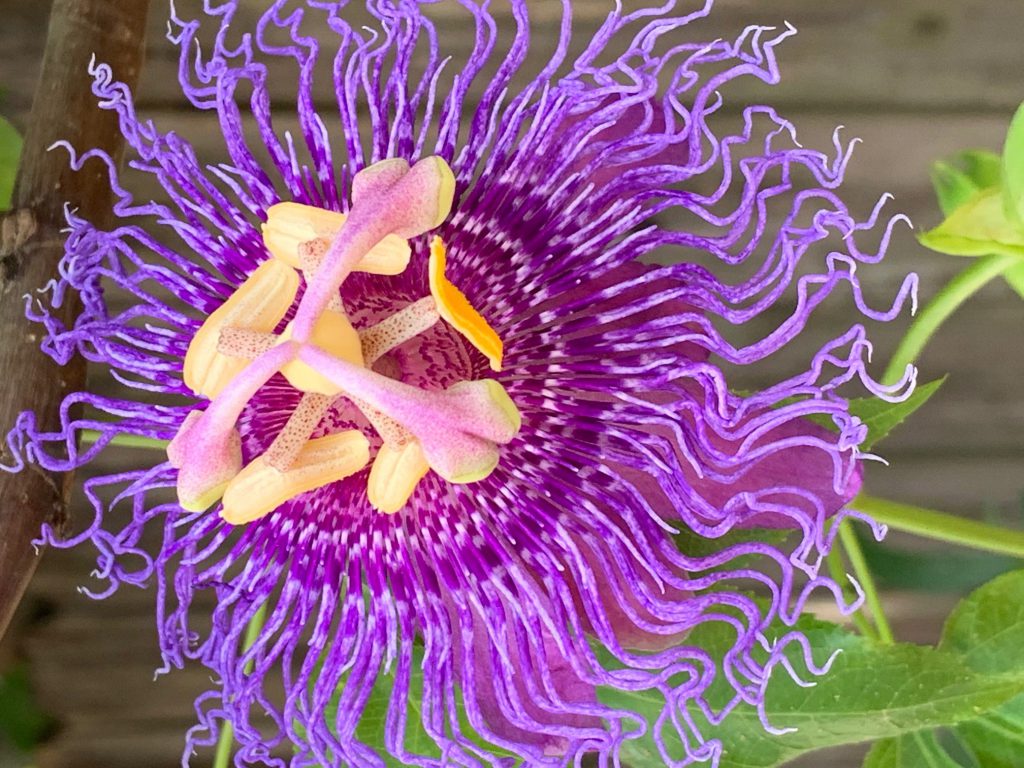 Weekly What Is It Purple Passionflower Ufifas Extension Escambia
