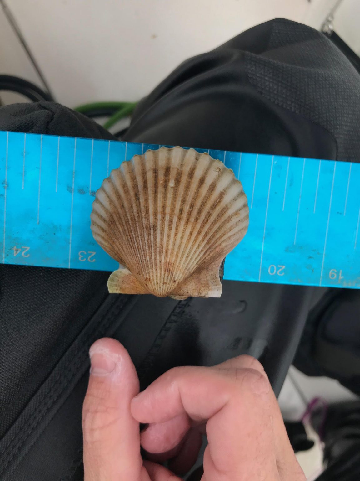 The Great Scallop Search 2020 Report UF/IFAS Extension Escambia County