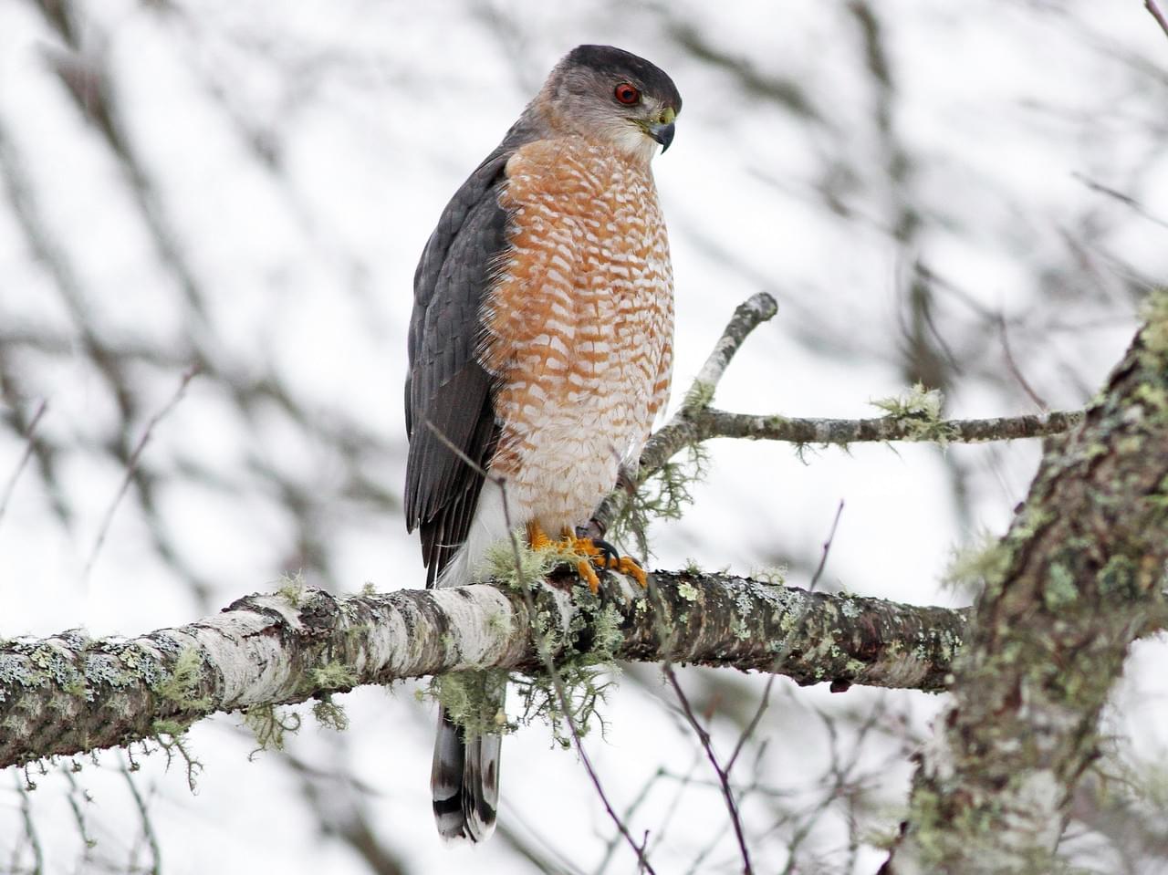 Weekly “What is it?” Cooper’s Hawk UF/IFAS Extension