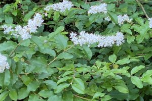 privet invasive species