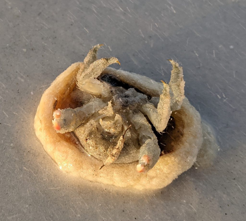 Weekly "What is it?" Decorator Crab UF/IFAS Extension Escambia County