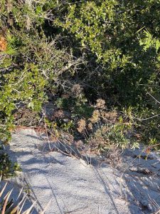 Wildlife on the Beach in February - UF/IFAS Extension Escambia County