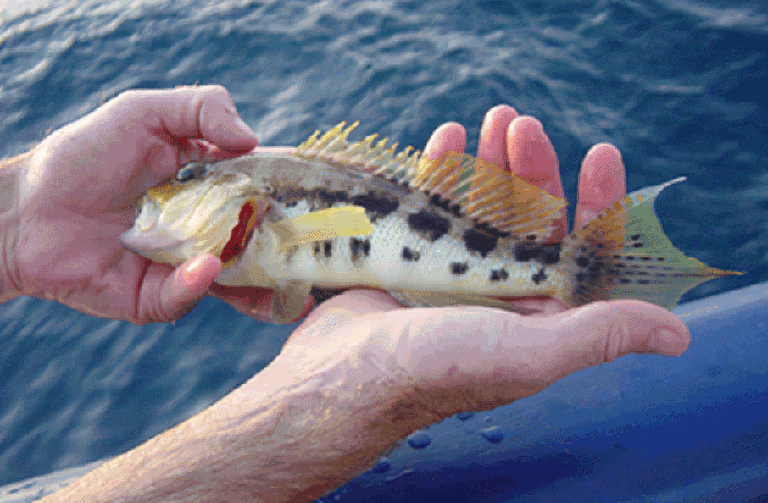 Sea Bass and Grouper of the Florida Panhandle UF/IFAS Extension