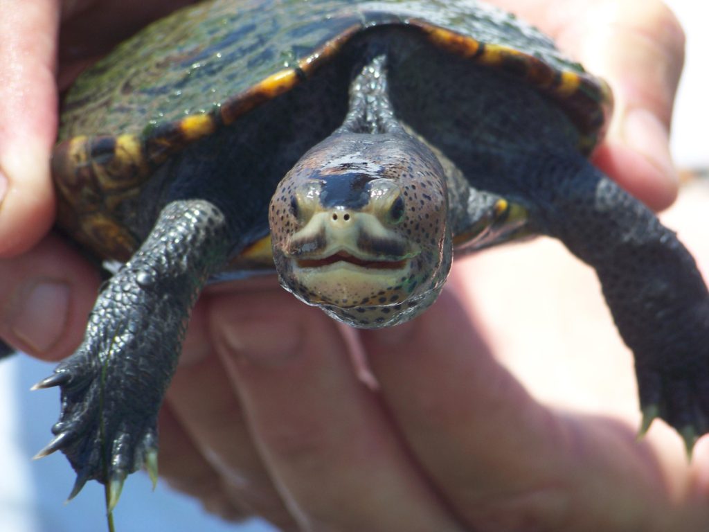 Panhandle Terrapin Project 2023 Report - Uf Ifas Extension Escambia County