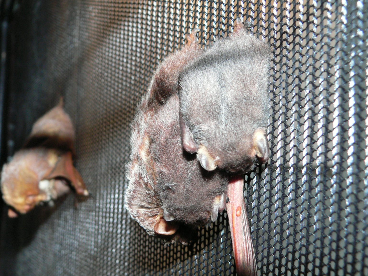 Weekly "What is it?" Bat roosting season UF/IFAS Extension Escambia