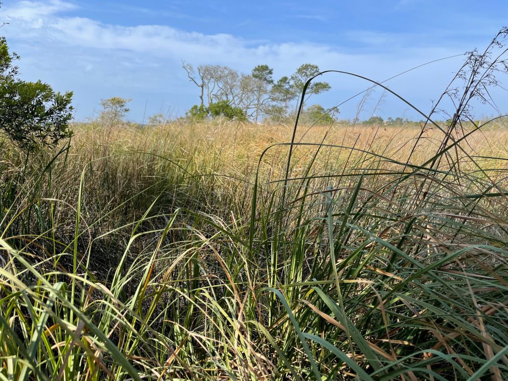 Weekly "What is it?" Sawgrass UF/IFAS Extension Escambia County