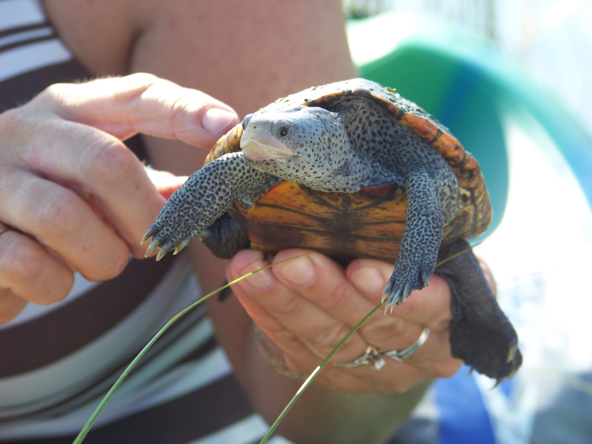 National Estuaries Week Diamondback Terrapins UF/IFAS Extension Escambia County
