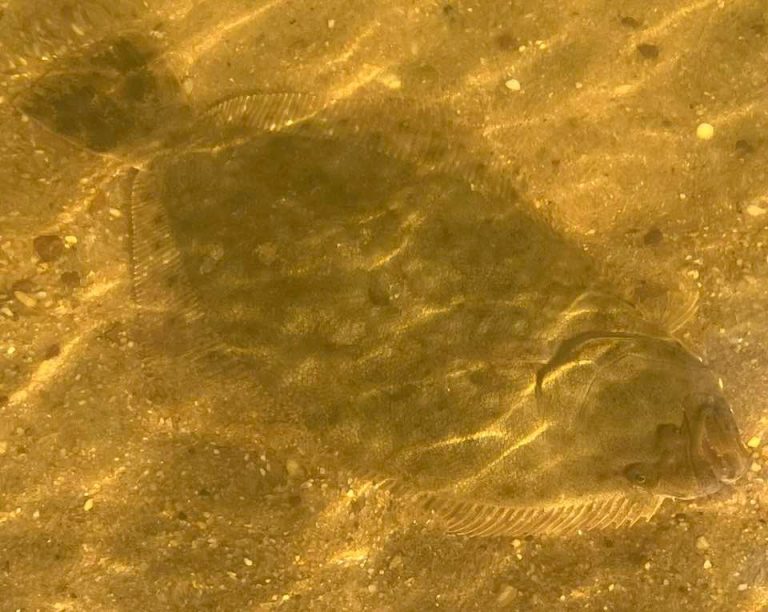 Weekly "What is it?" Jubilee! UF/IFAS Extension Escambia County