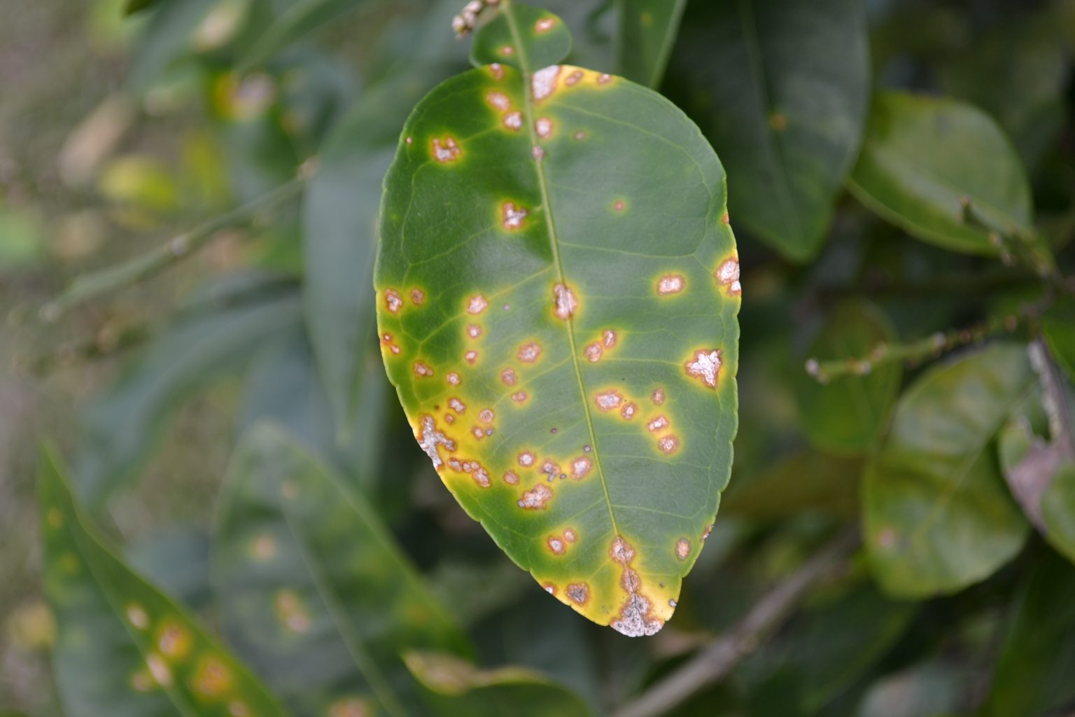 Citrus Canker in Escambia County - UF/IFAS Extension Escambia County