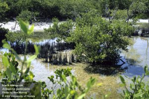 Mangroves In The Western Panhandle - UF/IFAS Extension Escambia County