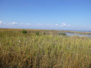 Searching For Mangroves In The Florida Panhandle - UF/IFAS Extension ...