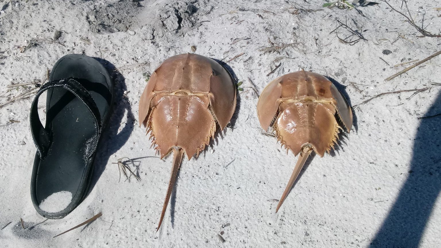 The Molting of Crabs UF/IFAS Extension Escambia County