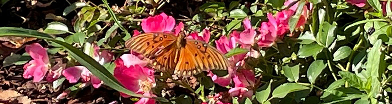 Weekly What Is It Gulf Fritillary Ufifas Extension Escambia County