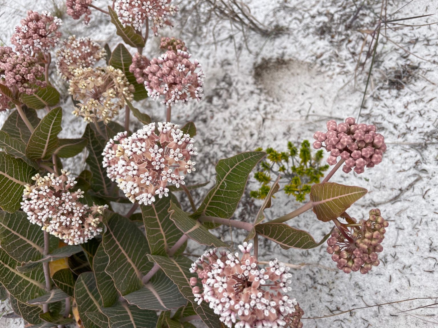Weekly "What is it?" Sandhill milkweed UF/IFAS Extension Escambia County