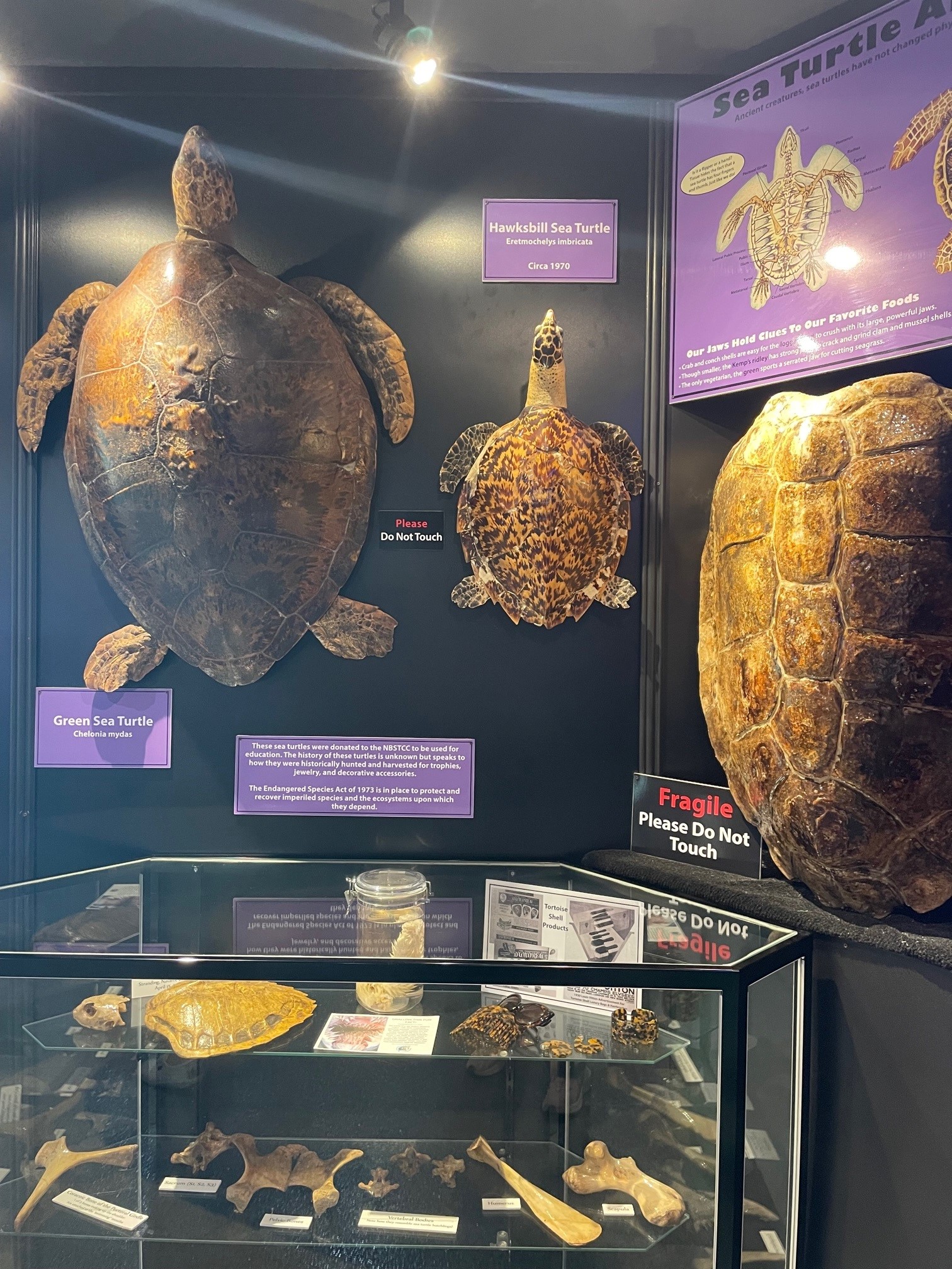 https://blogs.ifas.ufl.edu/escambiaco/files/2023/04/sea-turtle-exhibit.jpg