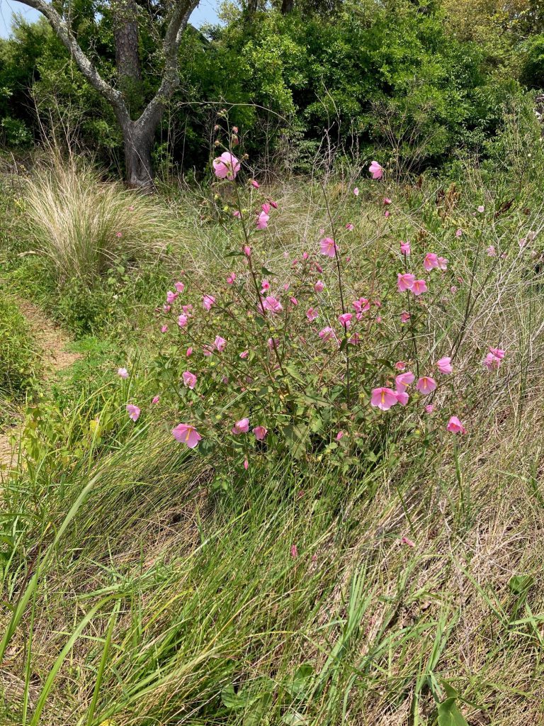 Weekly "What is it?" Marsh mallow UF/IFAS Extension Escambia County