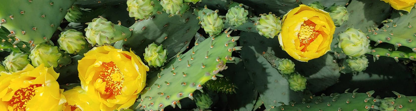 All About Prickly Pear Oil – Botanics Anthem