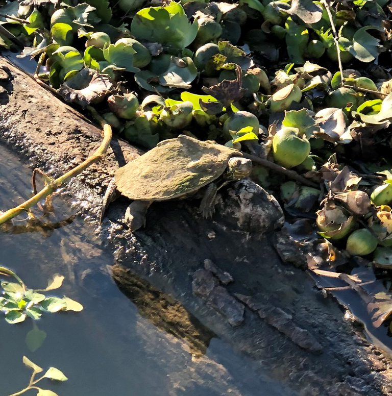 Meet the Map Turtles - UF/IFAS Extension Escambia County