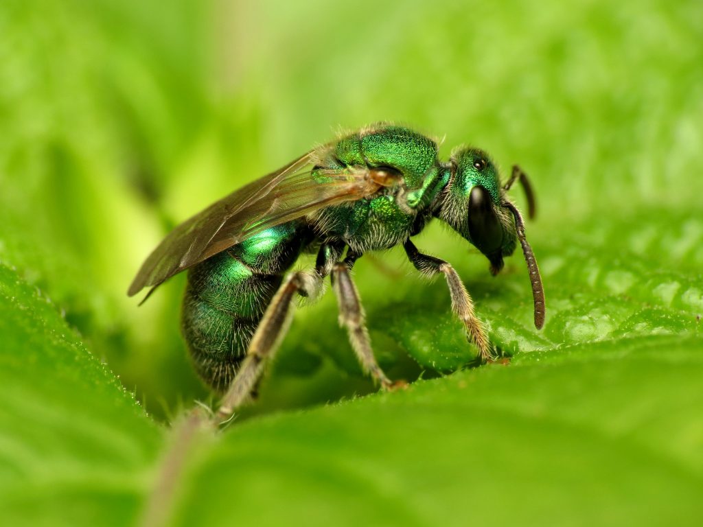 Weekly What Is It Native Bees Uf Ifas Extension Escambia County