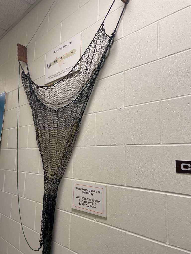 Turtle Excluder Devices (TEDs) UF/IFAS Extension Escambia County