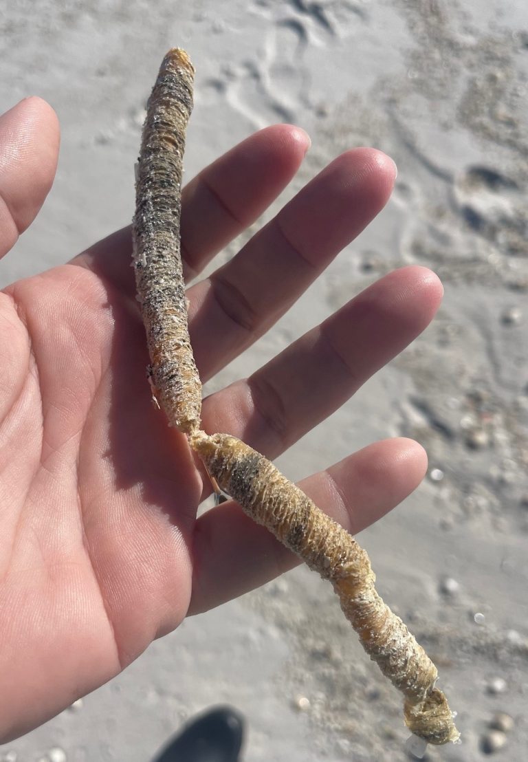 Weekly "What is it?" Parchment tube worm UF/IFAS Extension Escambia