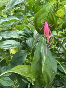 a pink katydid resting on green leaves