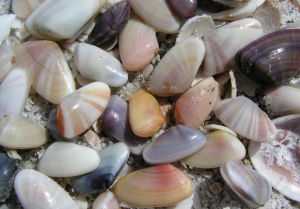 cluster of colorful clam shells on a beach