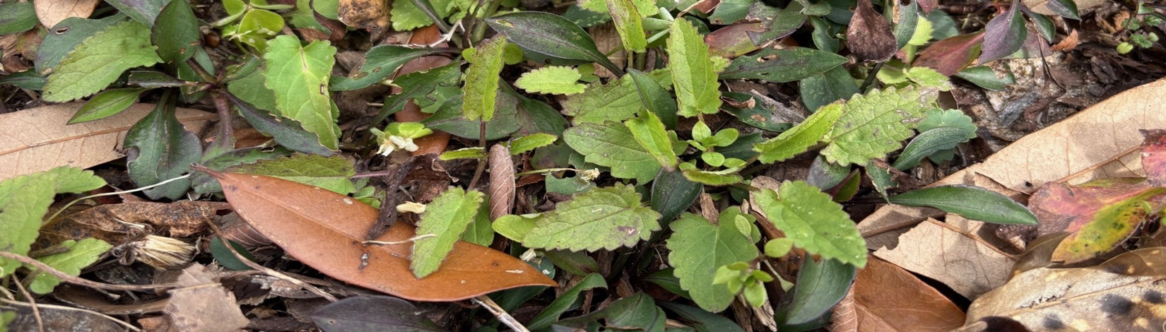 Florida Betony in a Garden Bed