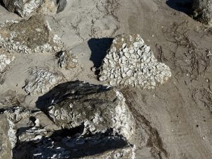 white oysters on gray rock