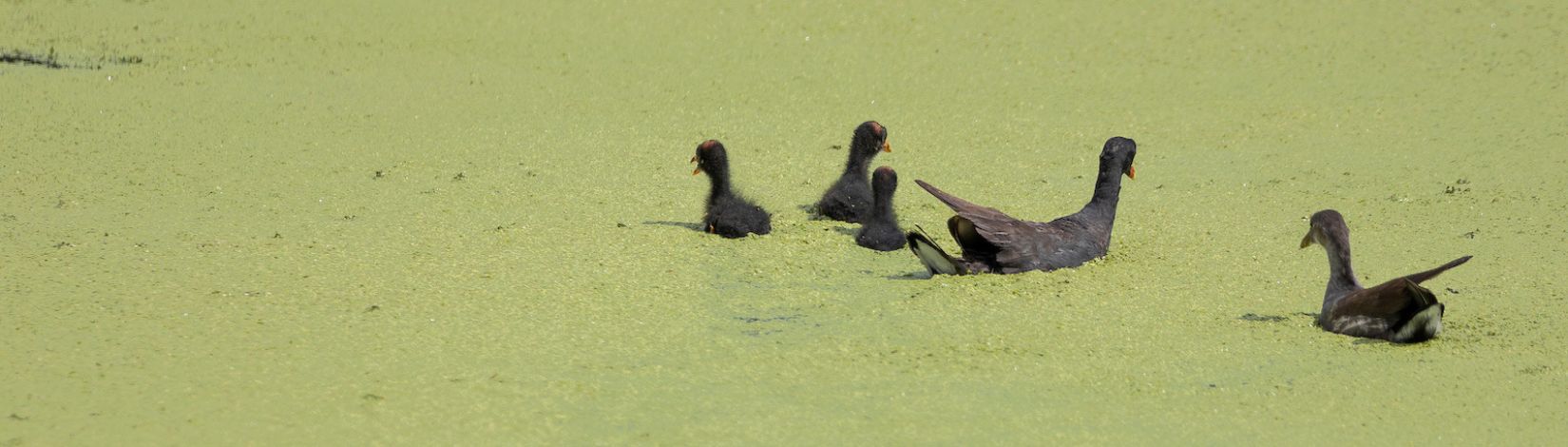 Birds in duckweed.