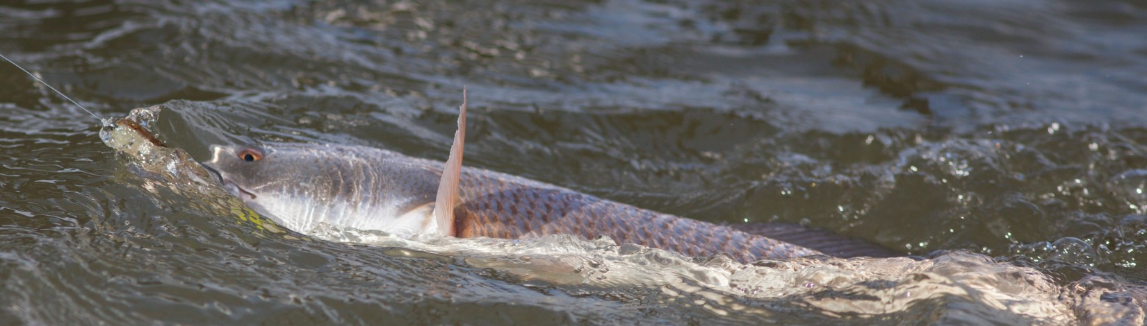 A redfish on the line being reeled in.