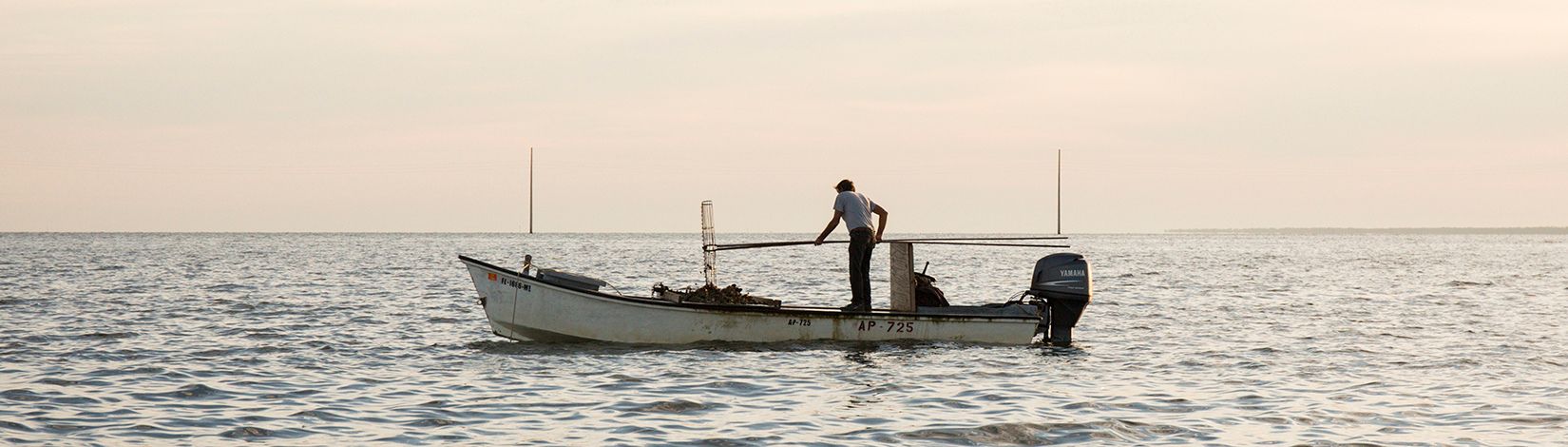 An oyster farmer harvesting oysters in the Gulf of Mexico off of Apalachicola, Florida.