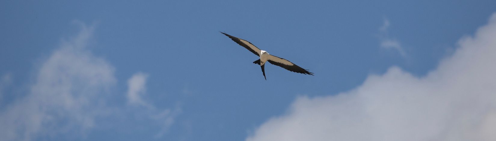 Swallow-tailed kite.