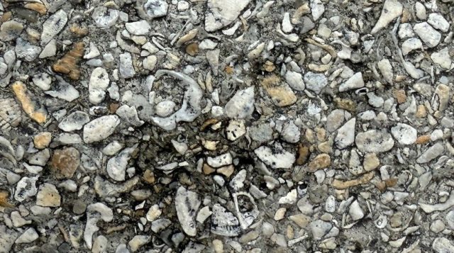 Weekly “What is it?”: Coquina Rock