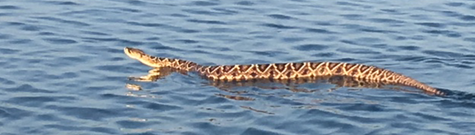 Rattlesnakes on Our Barrier Islands; Part 2 – Prey Selection