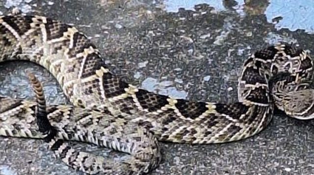 Rattlesnakes on Our Barrier Islands; Part 3 – Envenomation