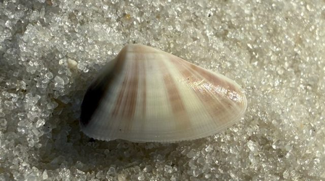 Weekly “What is it?”: Coquina clams