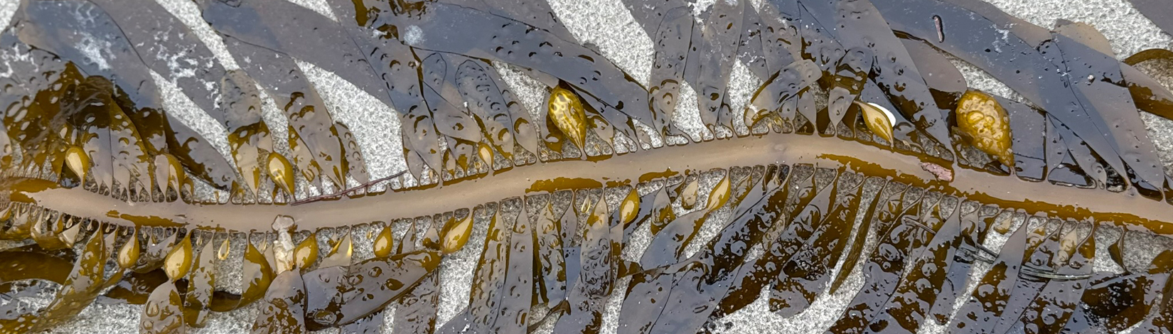Weekly “What is it?”: Kelp