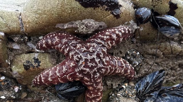 Weekly “What is it?”: Ochre Sea Stars